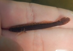 Flathead Sleeper photo 4