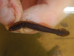 Flathead Sleeper photo 2