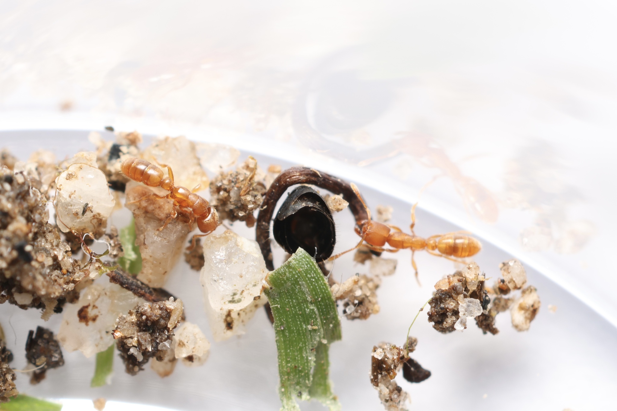 Typhlomyrmex clavicornis