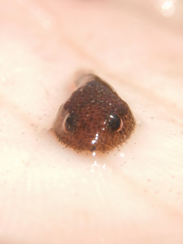 Papil-zuigvis (Gobiesox papillifer) — Gobiesocidae