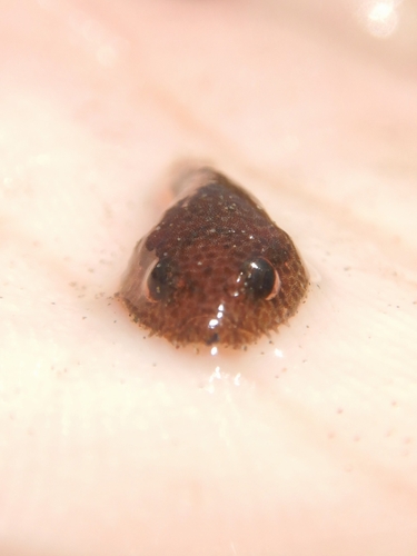 Bearded clingfish (Gobiesox papillifer) — Gobiesocidae