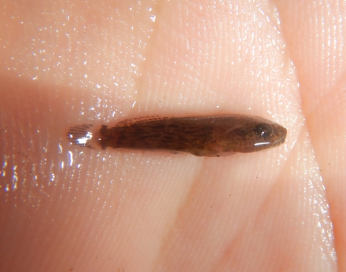 Bearded clingfish (Gobiesox papillifer) — Gobiesocidae