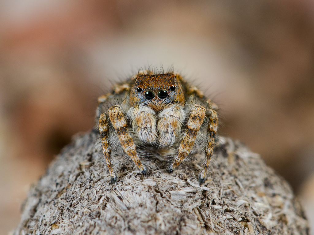 Yllenus charynensis