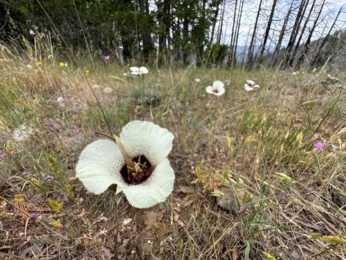 Calochortus umpquaensis, photograph 5