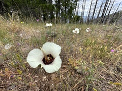 Calochortus umpquaensis, photograph (c) Dee Shea Himes, some rights reserved (CC BY)