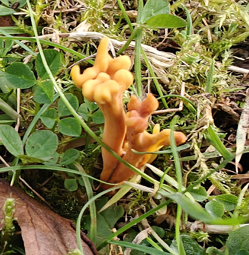 Clavulinopsis corniculata · December 2025 · photo: © stuartfraser (iNaturalist, cc-by)