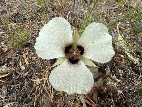 Calochortus umpquaensis, photograph 2