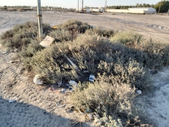 Heliotropium bacciferum