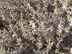 Heliotropium bacciferum