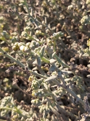 Heliotropium bacciferum