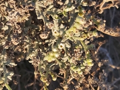 Heliotropium bacciferum