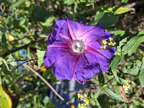 Ipomoea orizabensis (Ipomoea orizabensis)
