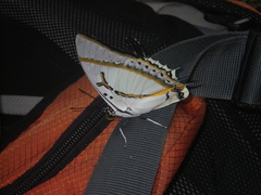 Polyura eudamippus