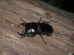 Dorcus curvidens babai