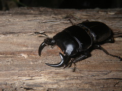 Dorcus curvidens babai