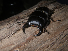 Dorcus curvidens babai