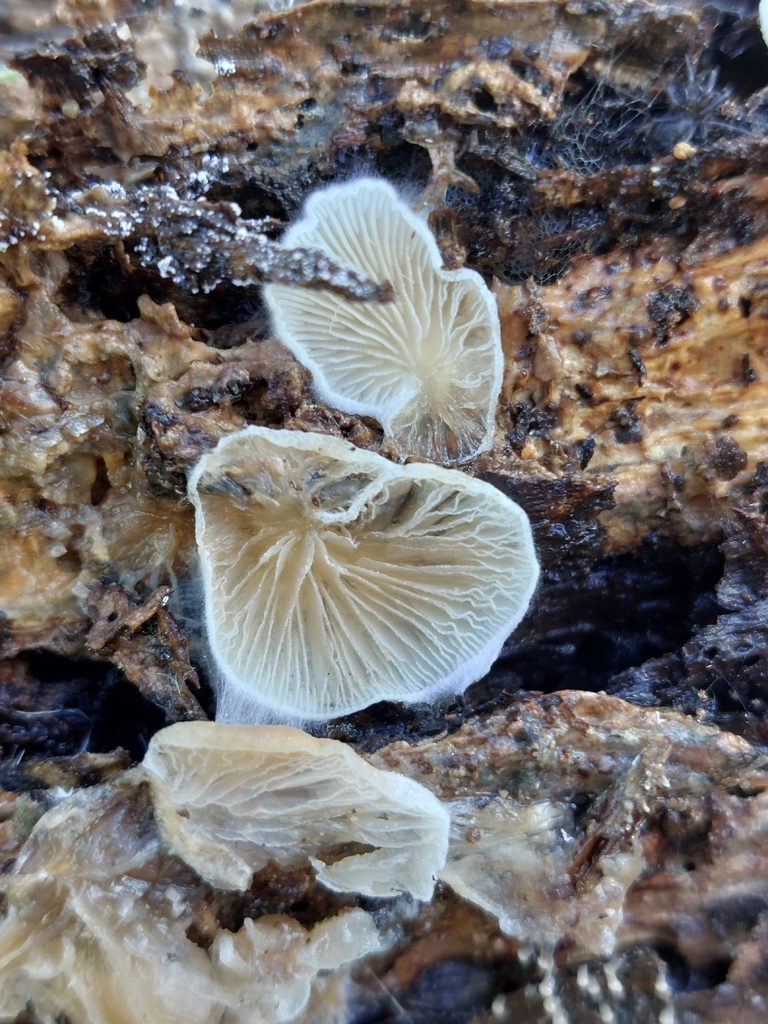 Clitopilus hobsonii · December 2025 · photo: © tkoffel (iNaturalist, cc-by)