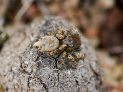 Yllenus charynensis