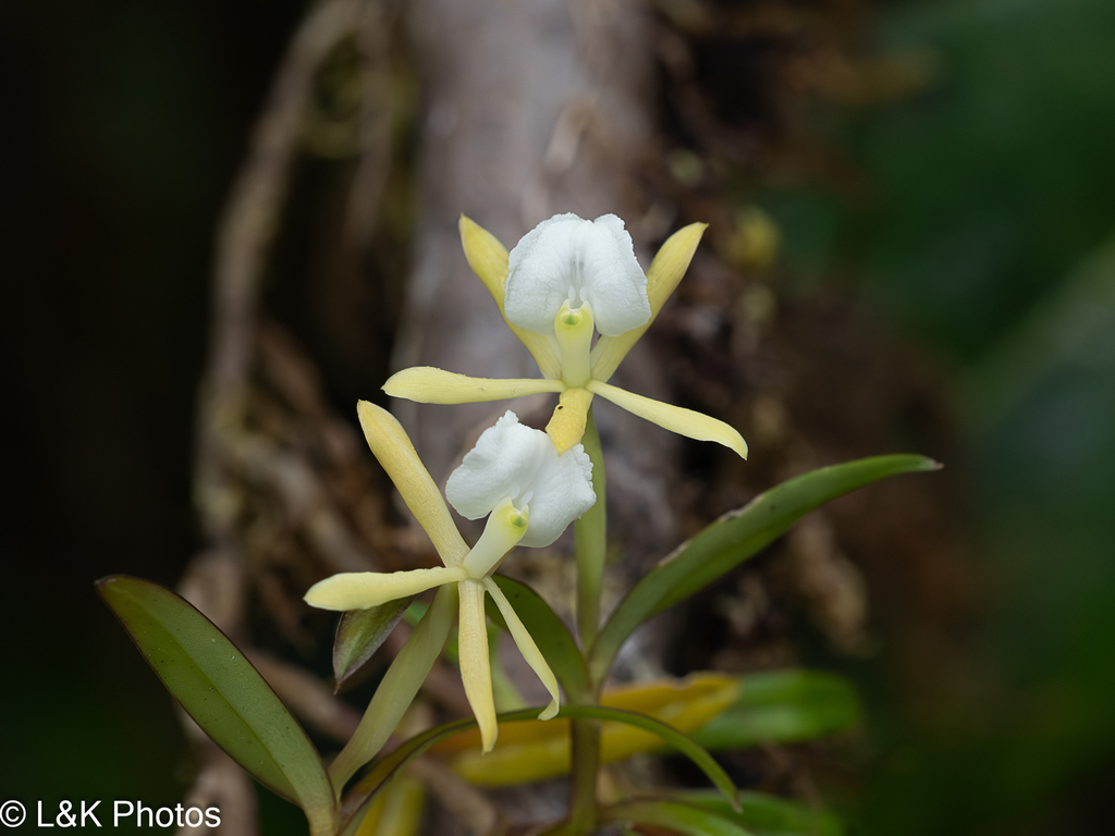 Epidendrum silverstonei