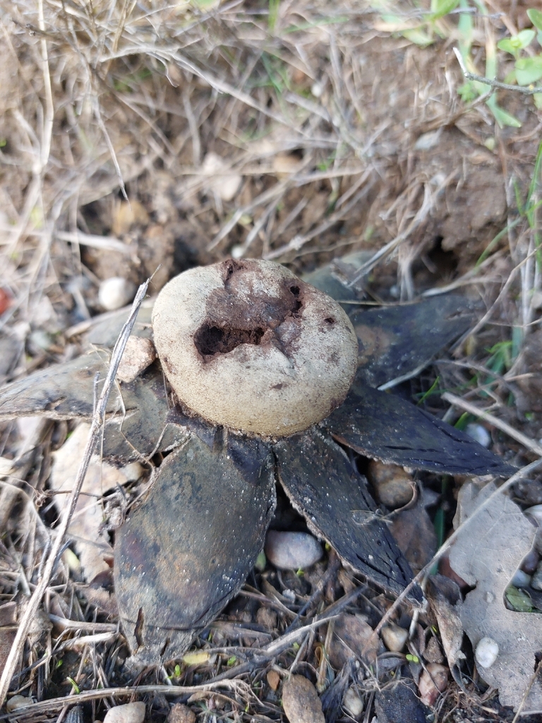 Astraeus hygrometricus · December 2025 · photo: © tkoffel (iNaturalist, cc-by)