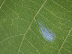 Apochrysa evanida