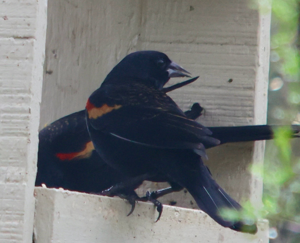 Agelaius phoeniceus (Linnaeus, 1766)