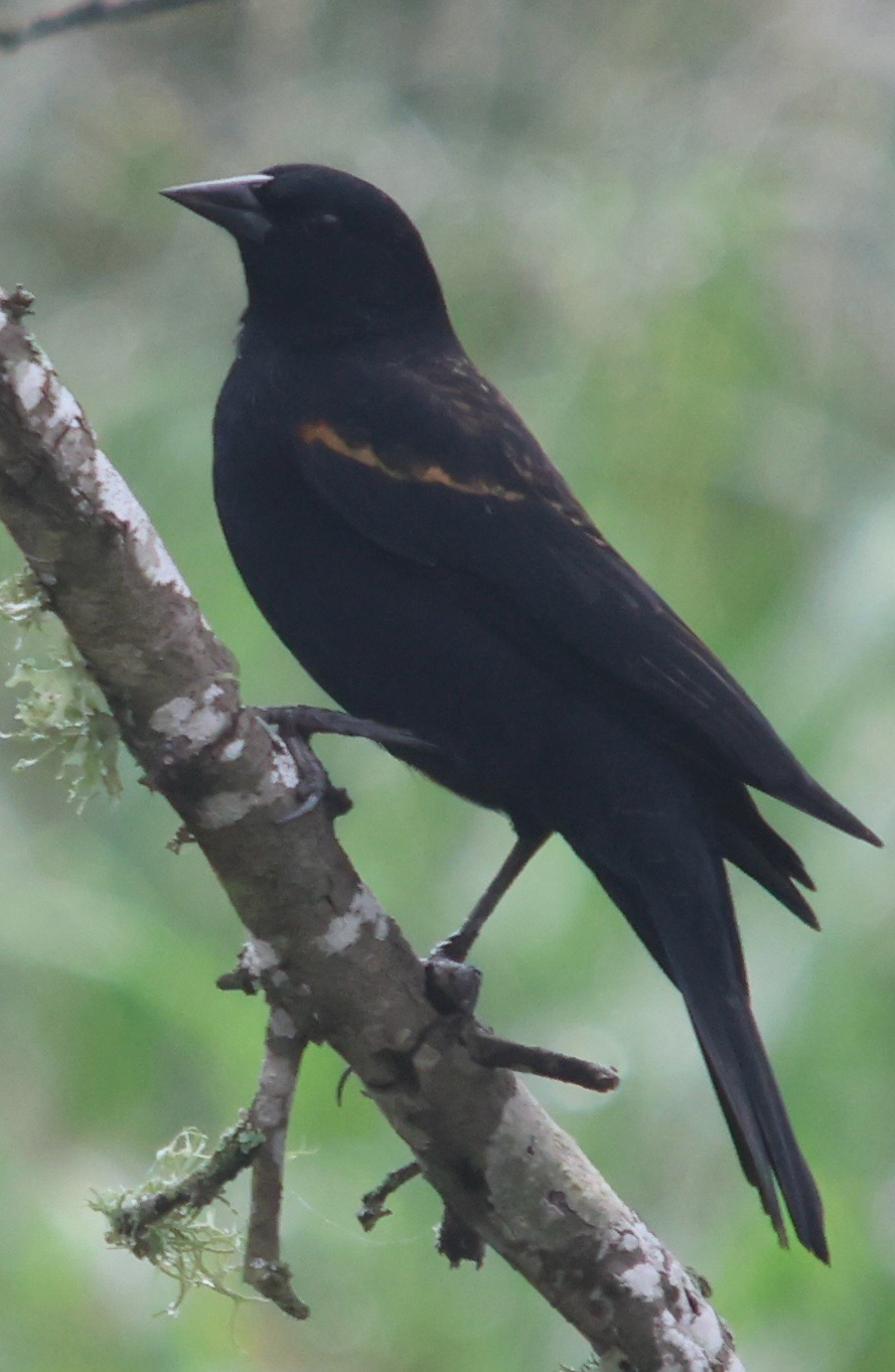Agelaius phoeniceus (Linnaeus, 1766)