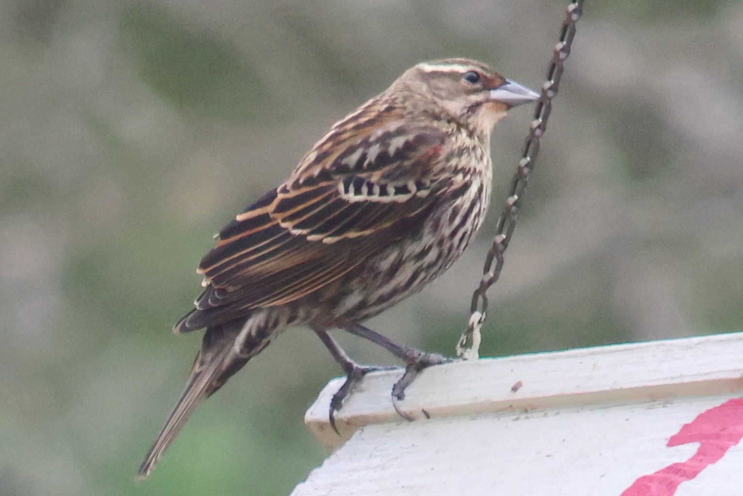 Agelaius phoeniceus (Linnaeus, 1766)