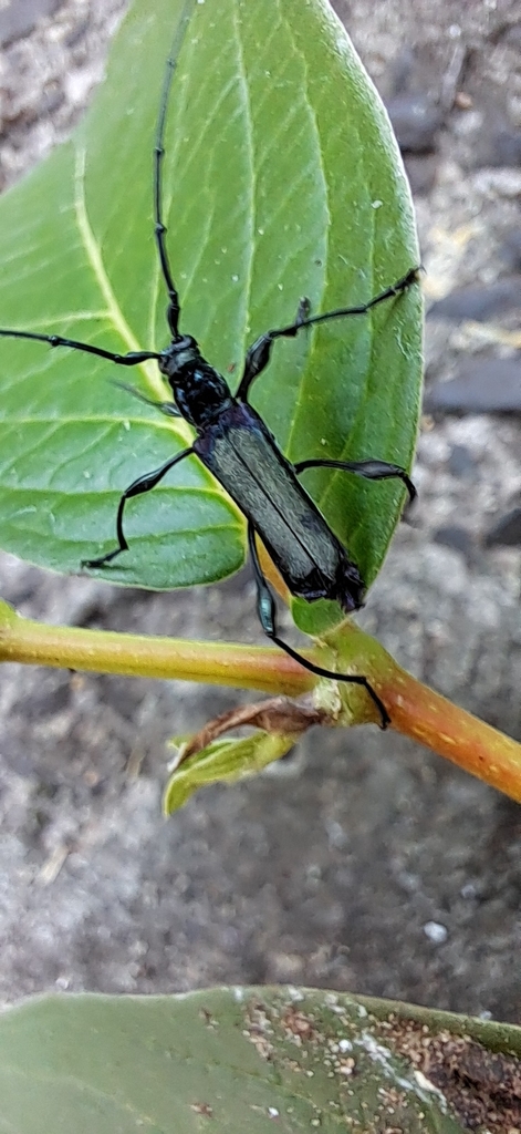 Gurubira tristis