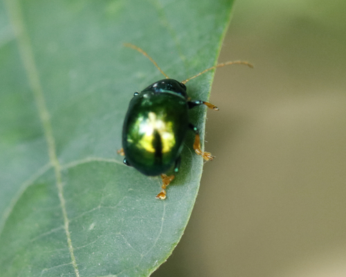 Colaspoides, 2025-12-23