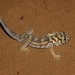 Gecko Maravilla Común - Photo (c) vladimir_epiktetov, algunos derechos reservados (CC BY-NC), subido por vladimir_epiktetov