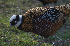 Syrmaticus reevesii
