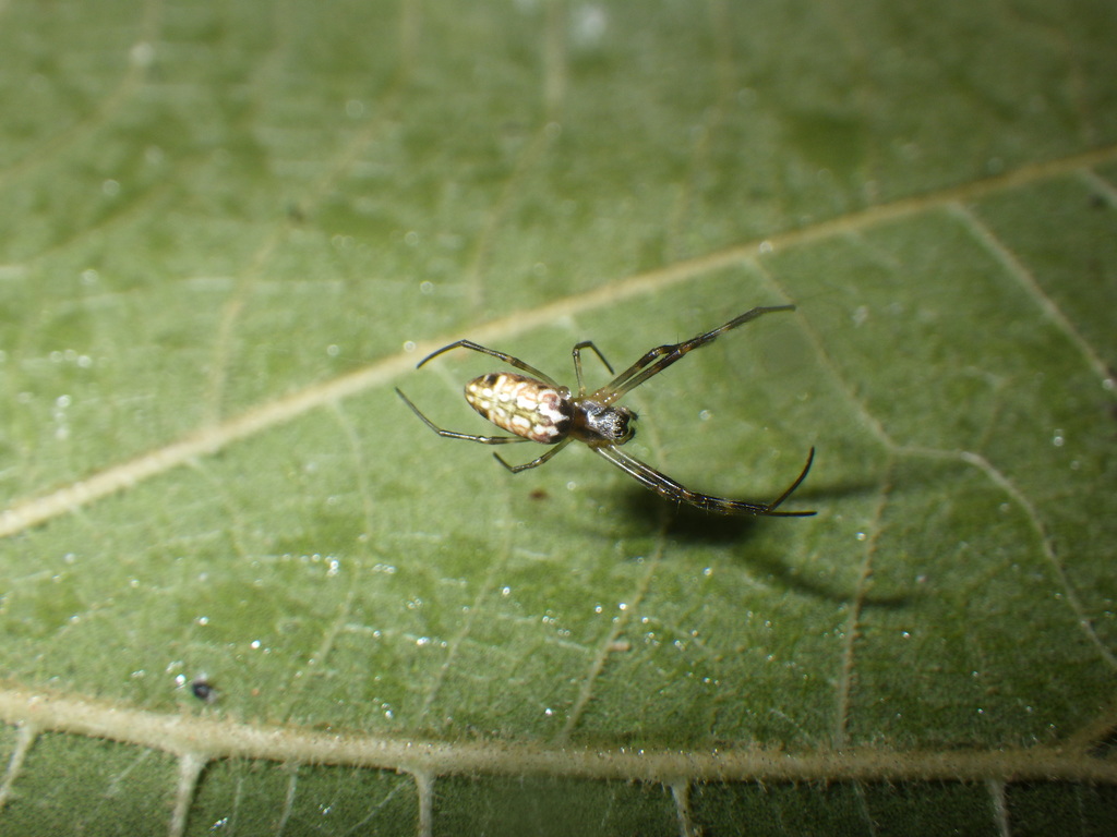 Batik Golden Web Spider from Sleman, ID-YO, ID on January 25, 2020 at ...