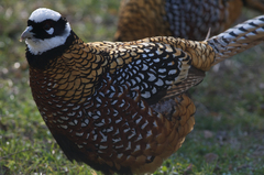 Syrmaticus reevesii