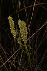 Polygala carteri