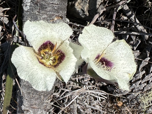 Umpqua mariposa lily (Calochortus umpquaensis)