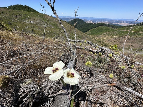 Calochortus umpquaensis, photograph 1