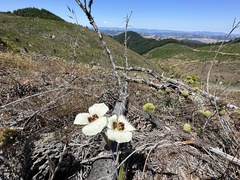 Calochortus umpquaensis, photograph (c) Dee Shea Himes, some rights reserved (CC BY)