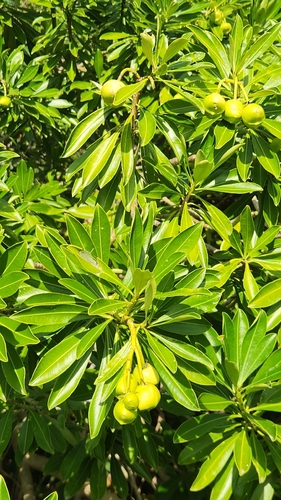 Cascabela gaumeri (Cascabela gaumeri)