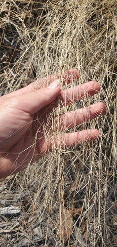 Oldfield Three-awn (Aristida oligantha)