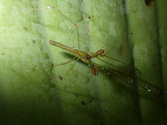 Tetragnatha hasselti