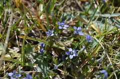 Gentianella azurea