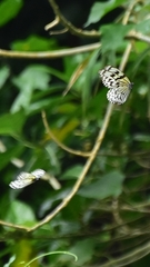Idea leuconoe
