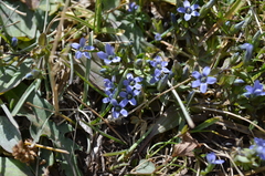 Gentianella azurea