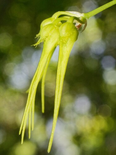 Bulbophyllum flaviflorum thumbnail