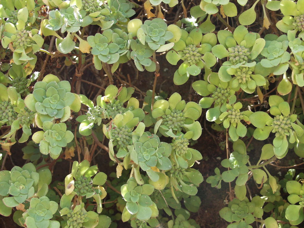 Aeonium goochiae, 38727 La Tosca, Santa Cruz de Tenerife, Spain