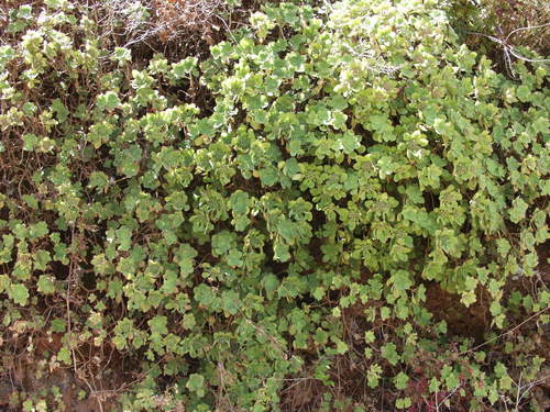 Aeonium goochiae