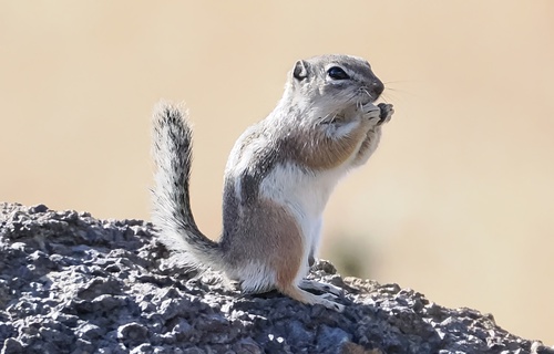 Texas Antelope Squirrel observed by museummatt