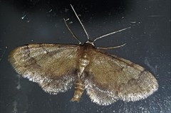 Idaea trypheropa