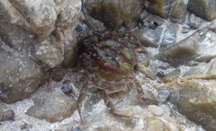 Hymenosoma orbiculare